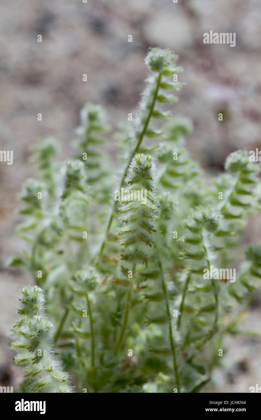 Checker fiddleneck (Amsinckia tessellata) plants growing in the American Southwest desert - California USA Stock Photo