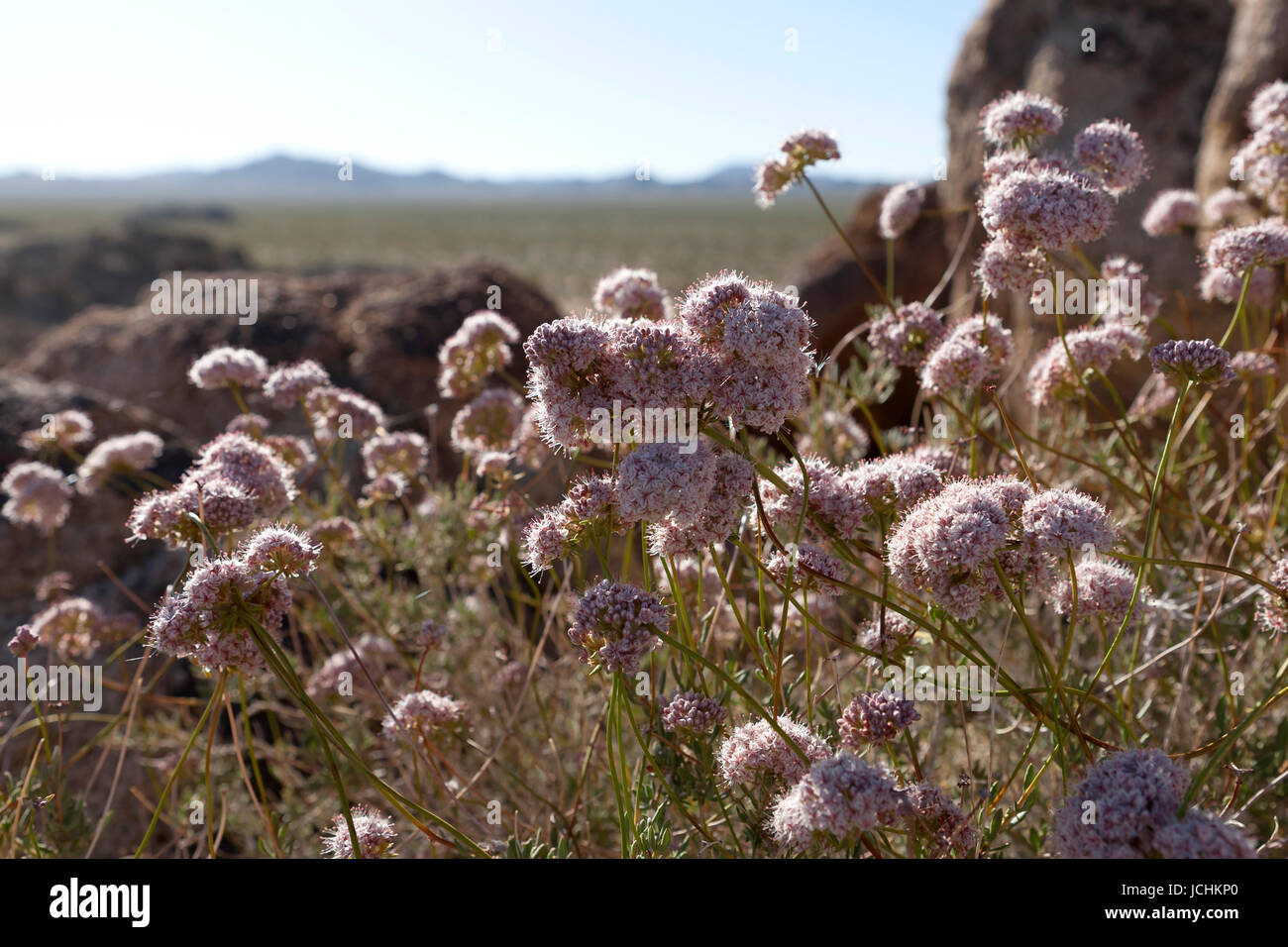 California buckwheat (Eriogonum fasciculatum) plant - Mojave desert, California USA Stock Photo