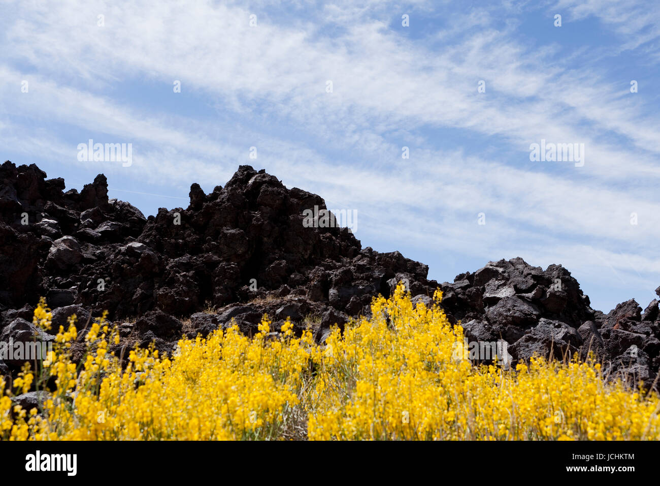 Brittlebush (Encella farinosa) growing on dark volcanic lava rock formation - Mojave desert, California USA Stock Photo