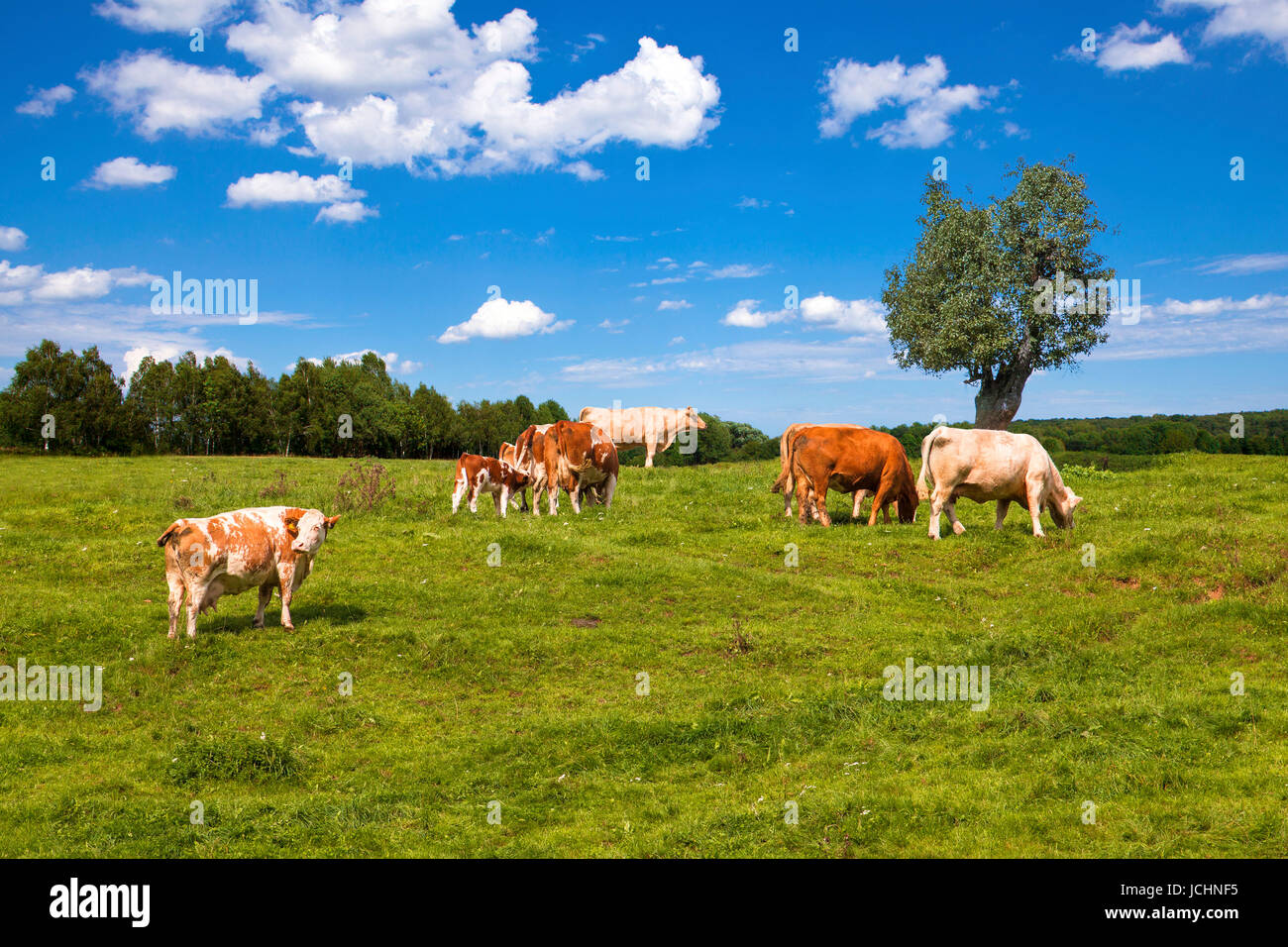 cows grazing on pasture under blue sky Stock Photo - Alamy