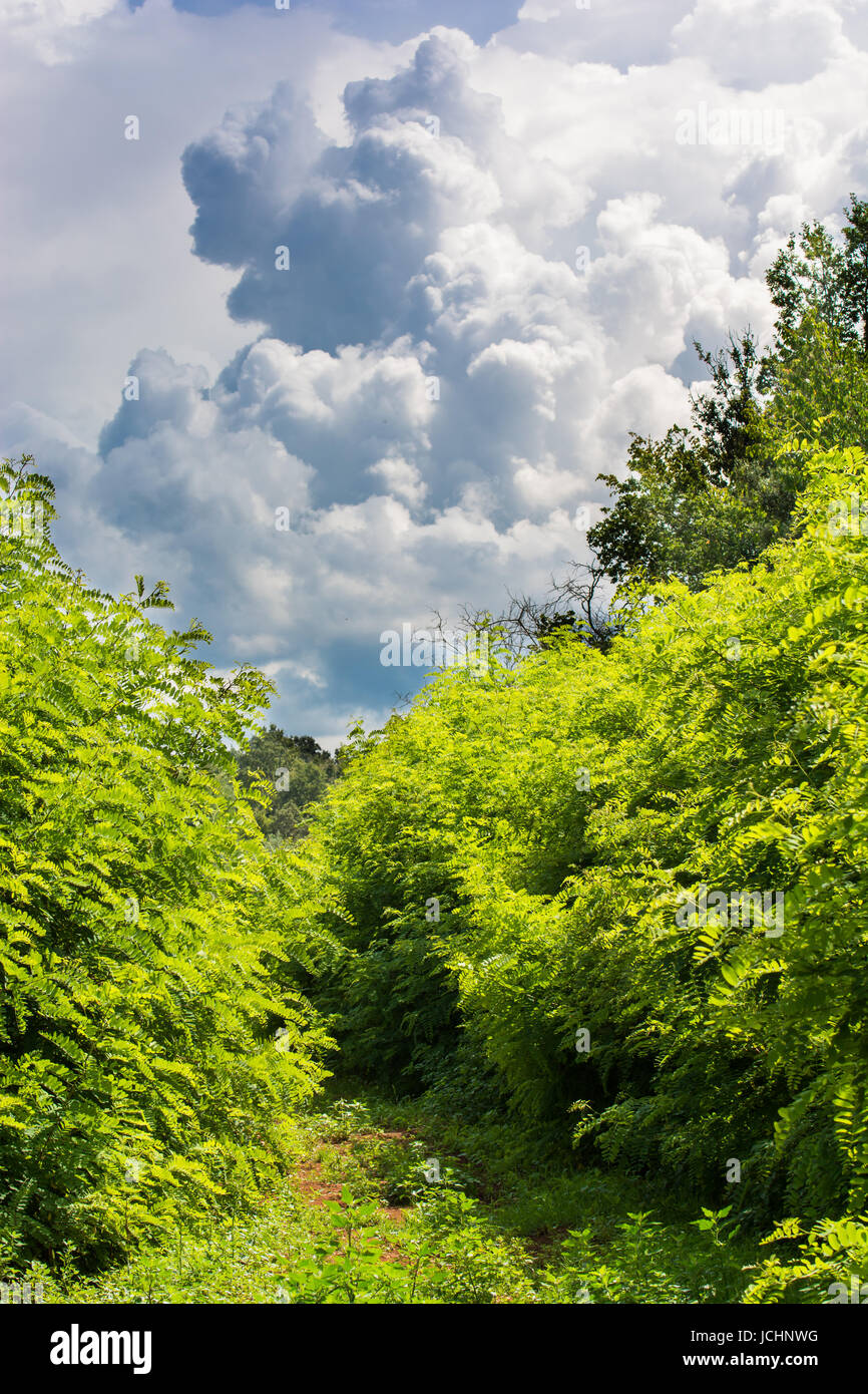 heavy storm clouds over forest Stock Photo - Alamy