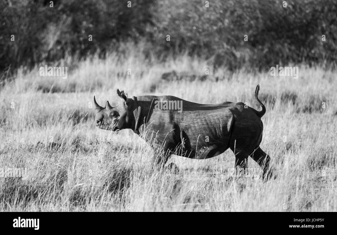 Rhinoceros in the savannah, Kenya. National Park. Africa. Stock Photo