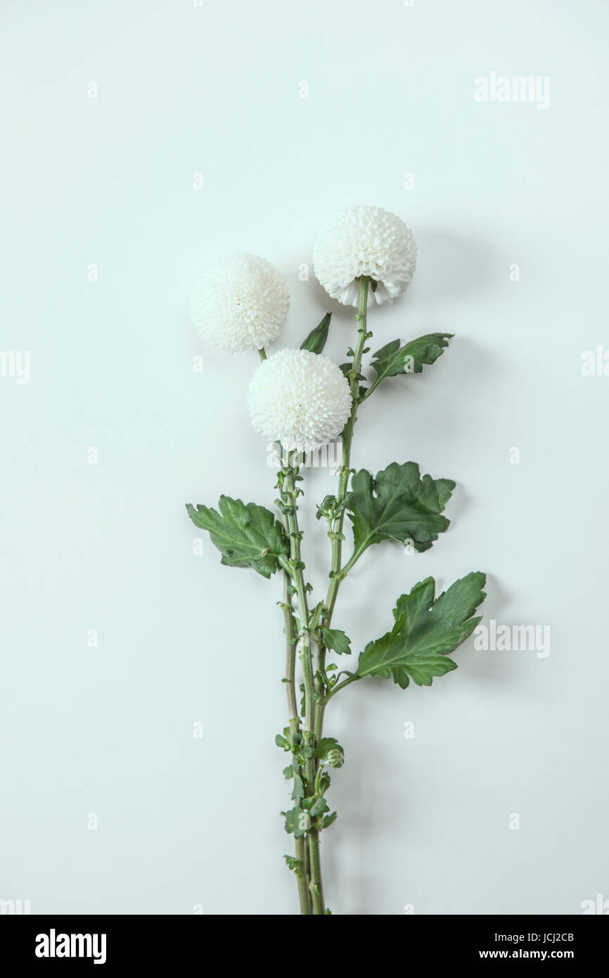 White chrysanthemum flowers hi-res stock photography and images - Alamy