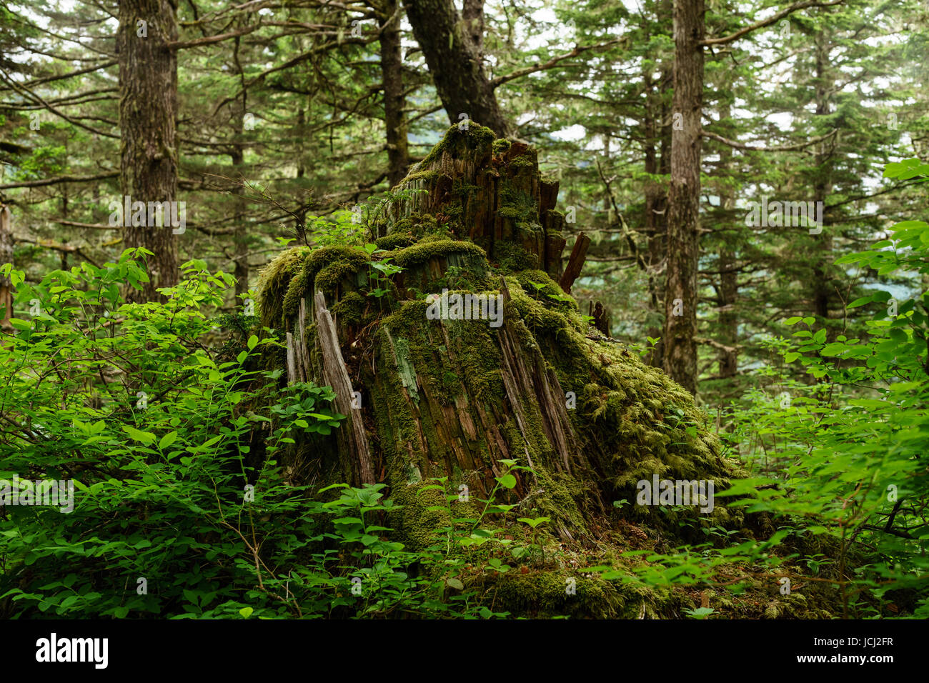 Tree stump on Mount Roberts, Juneau, Alaska Stock Photo