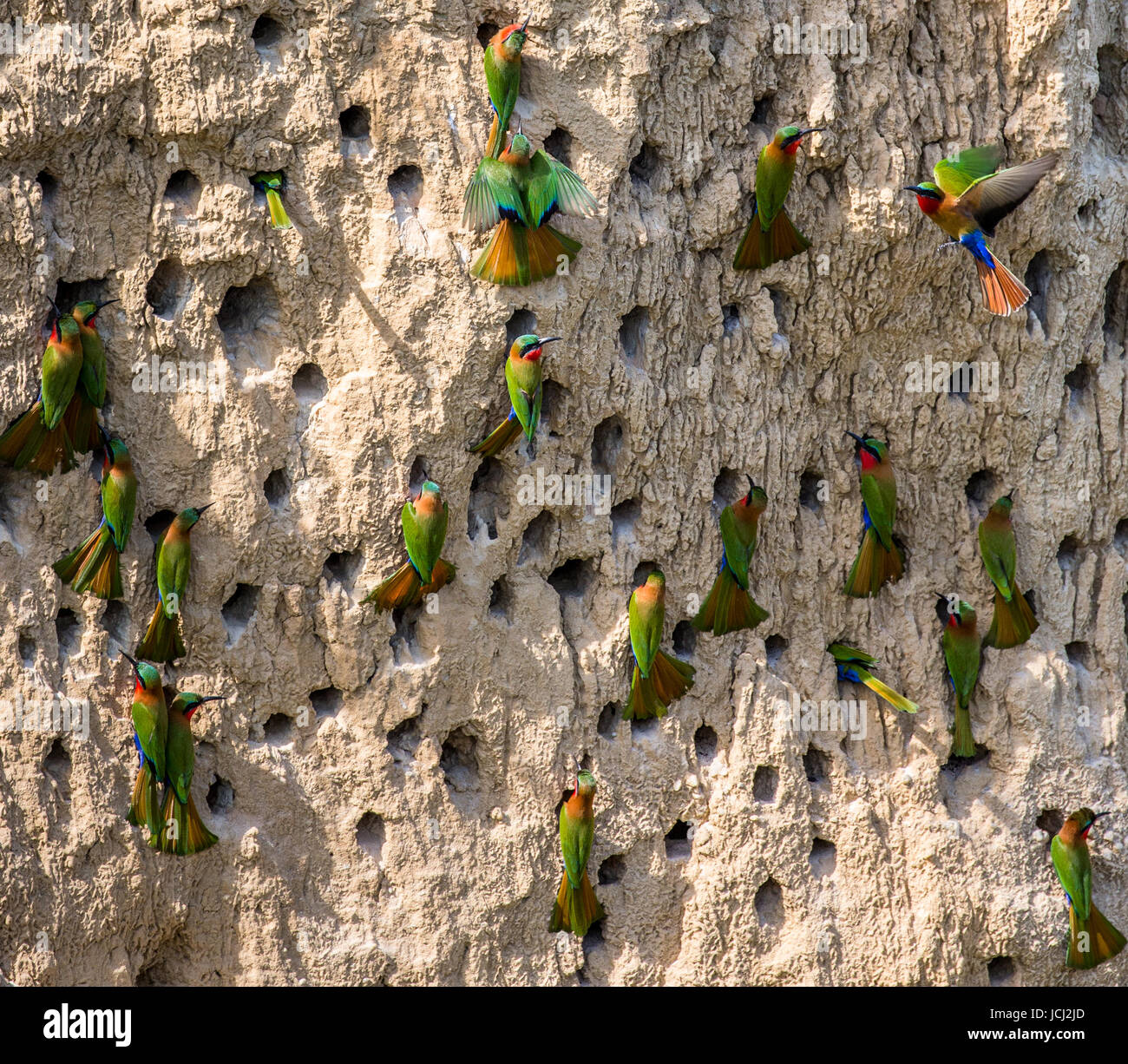 Big colony of the Bee-eaters in their burrows on a clay wall. Africa. Uganda. An excellent illustration. Stock Photo