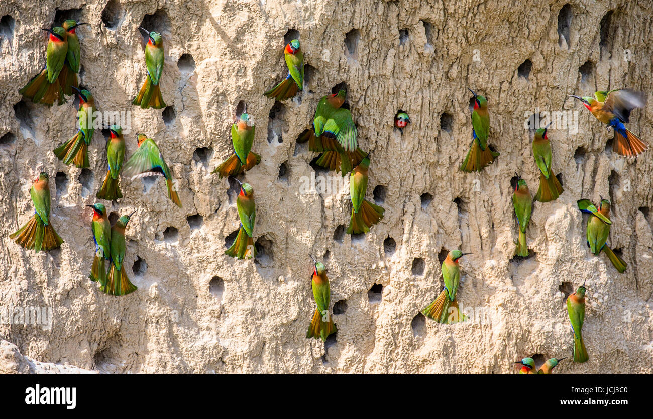 Big colony of the Bee-eaters in their burrows on a clay wall. Africa. Uganda. An excellent illustration. Stock Photo