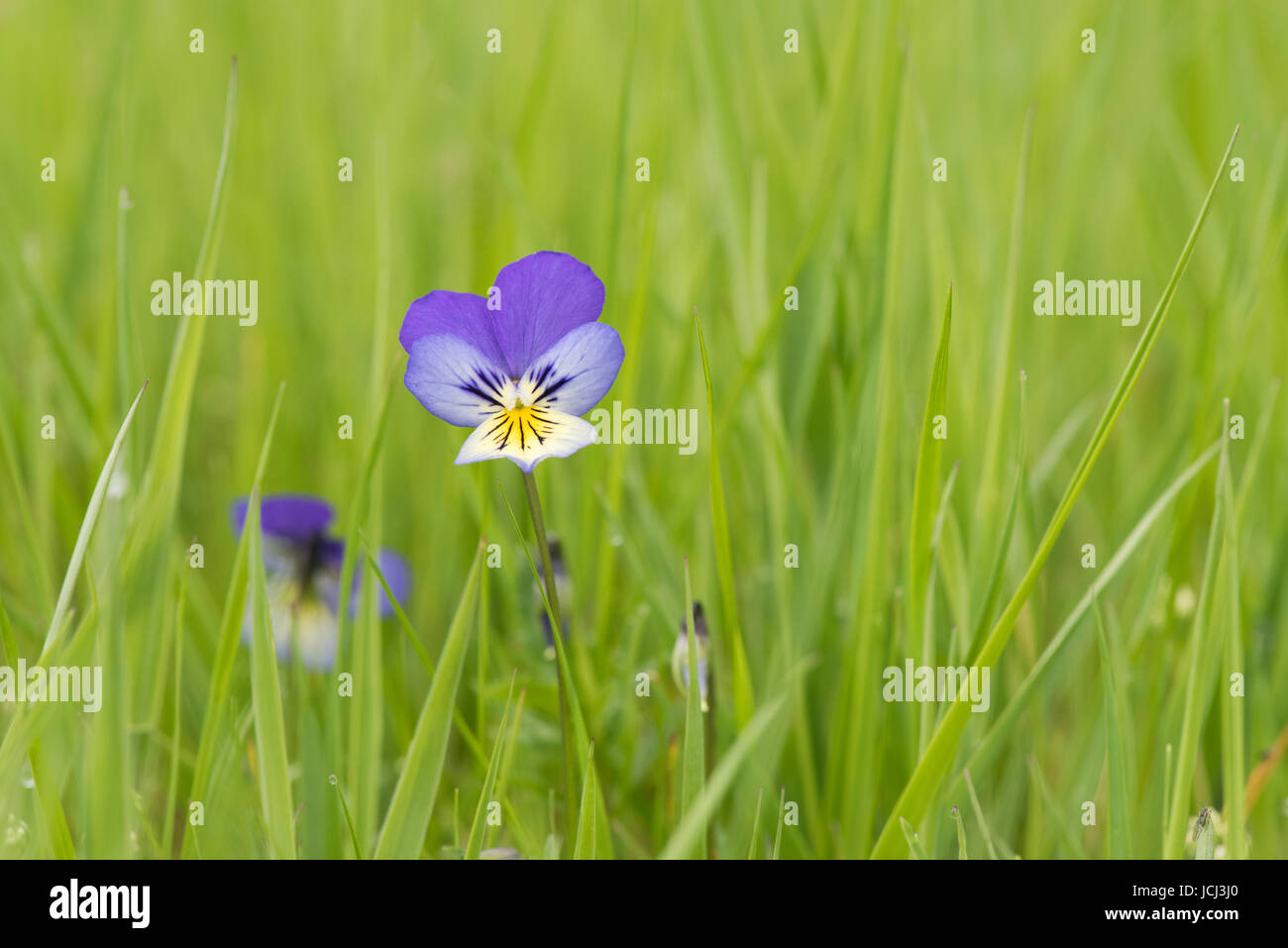 Viola tricolor. Wild pansy / Heartsease flower in grass. UK Stock Photo