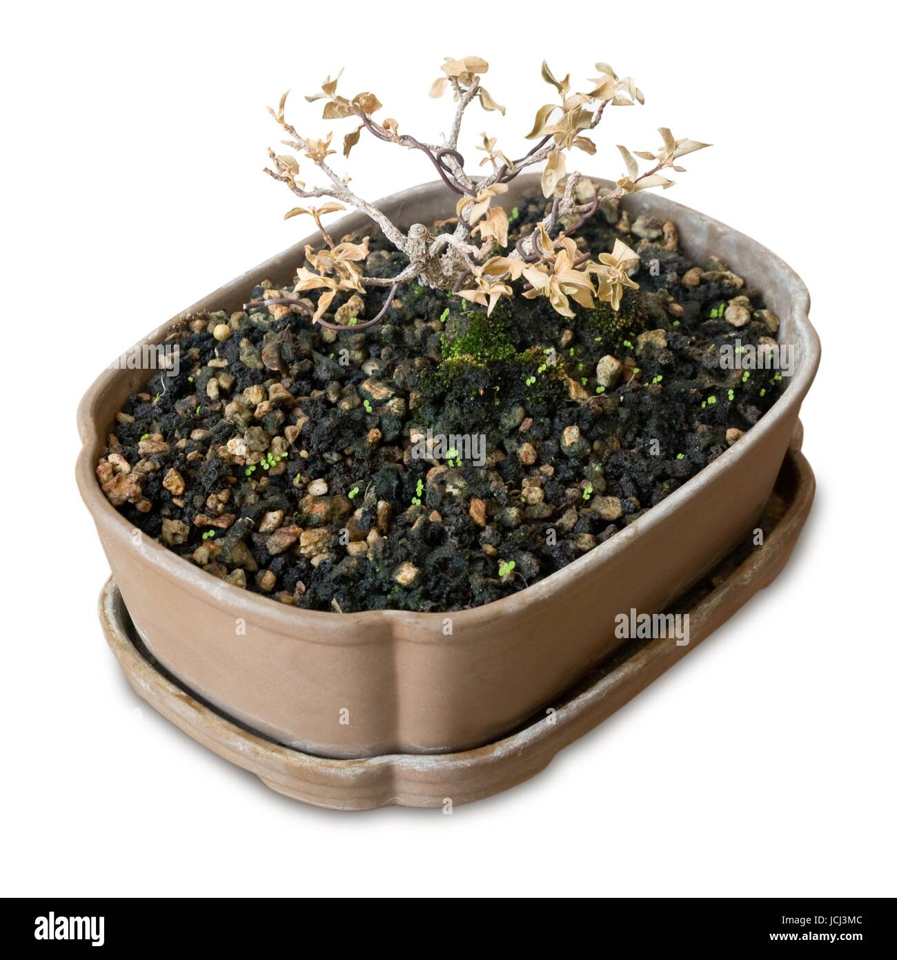 Houseplant, Dry Bonsai Tree in Flowerpot for Garden Decoration Isolated