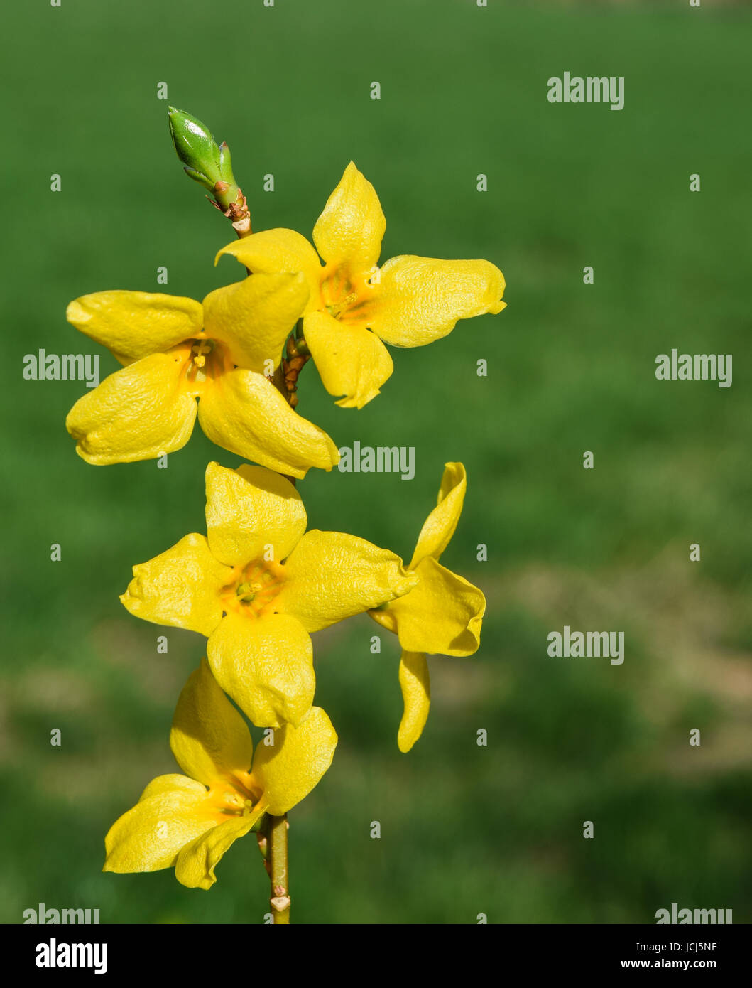 Forsythia flowers, Spring flowering shrub Stock Photo