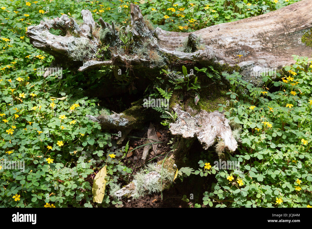 Yellow Wood Sorrel Oxalis Corniculata Flowering Plant Growing And Stock Photo Alamy