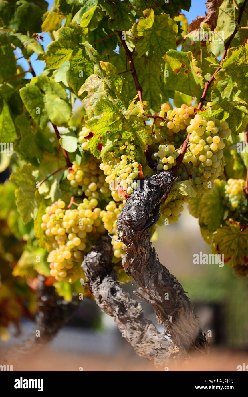 grapes vines spain Stock Photo