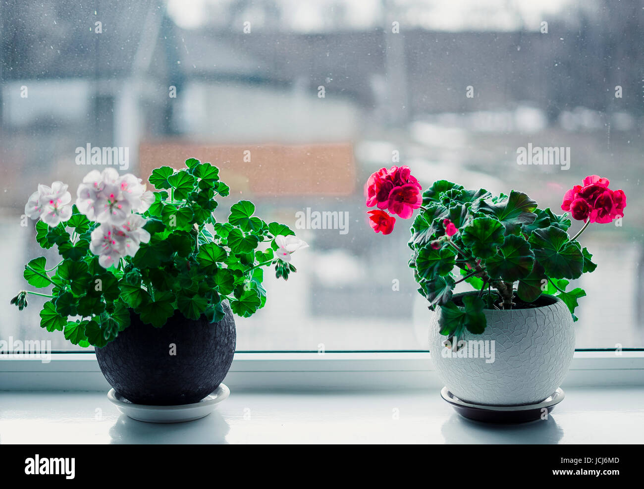 замиокулькас долларовое дерево. хамедорея замиокулькас. зимой домашнее растение листья которого плохо переносят. спатифиллум бактериальное увядание. циссус ромболистный лиана.