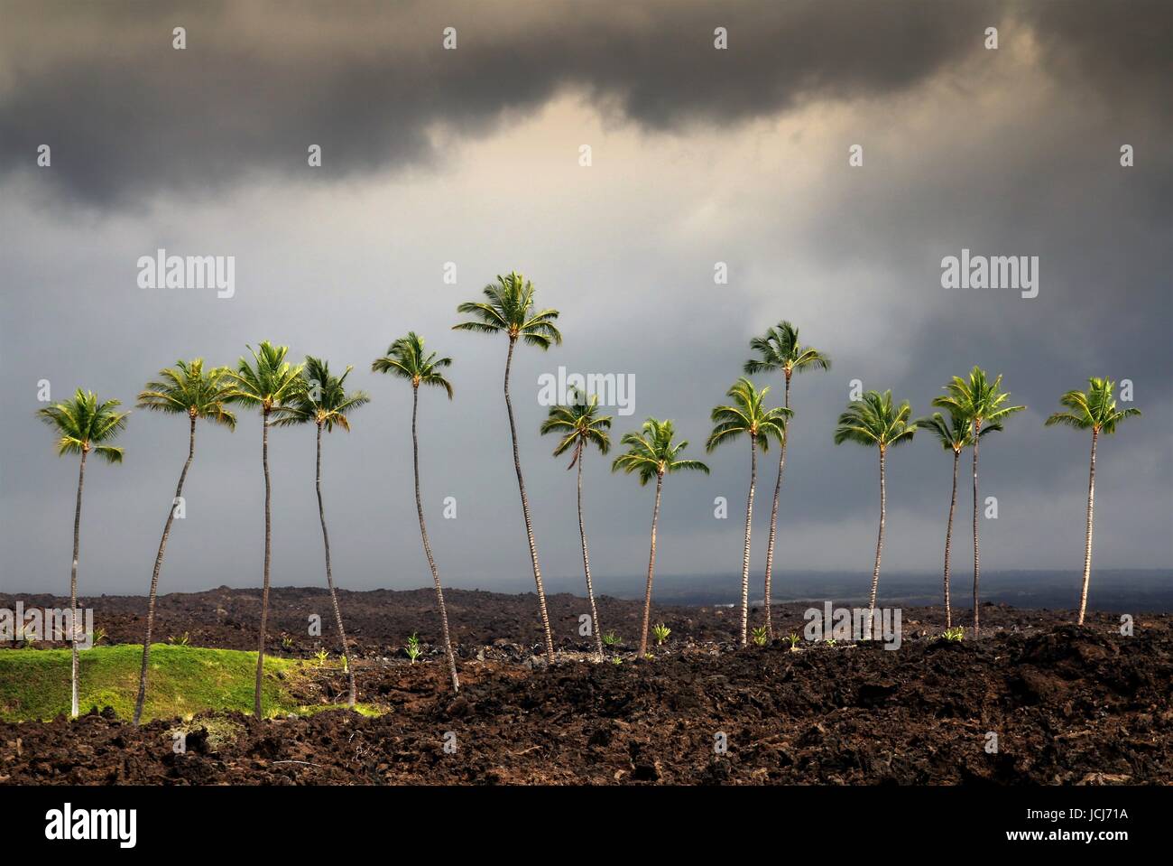 Palm Trees In The Desert Stock Photo Alamy Palm Trees In The Desert Stock Photo Alamy