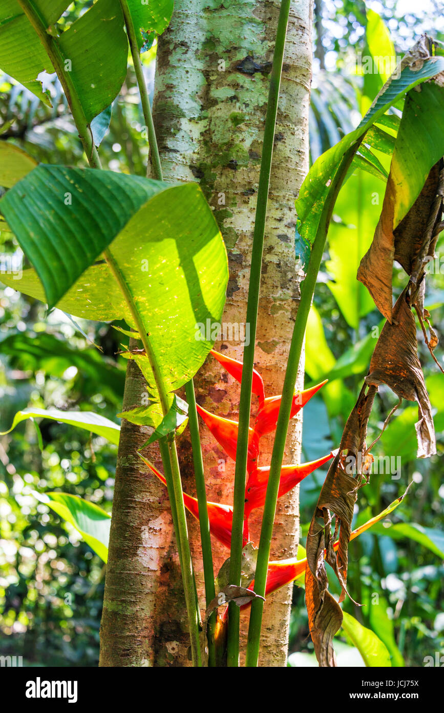 Red heliconia flower in the Amazon rainforest in Madidi National Park near Rurrenabaque, Bolivia Stock Photo