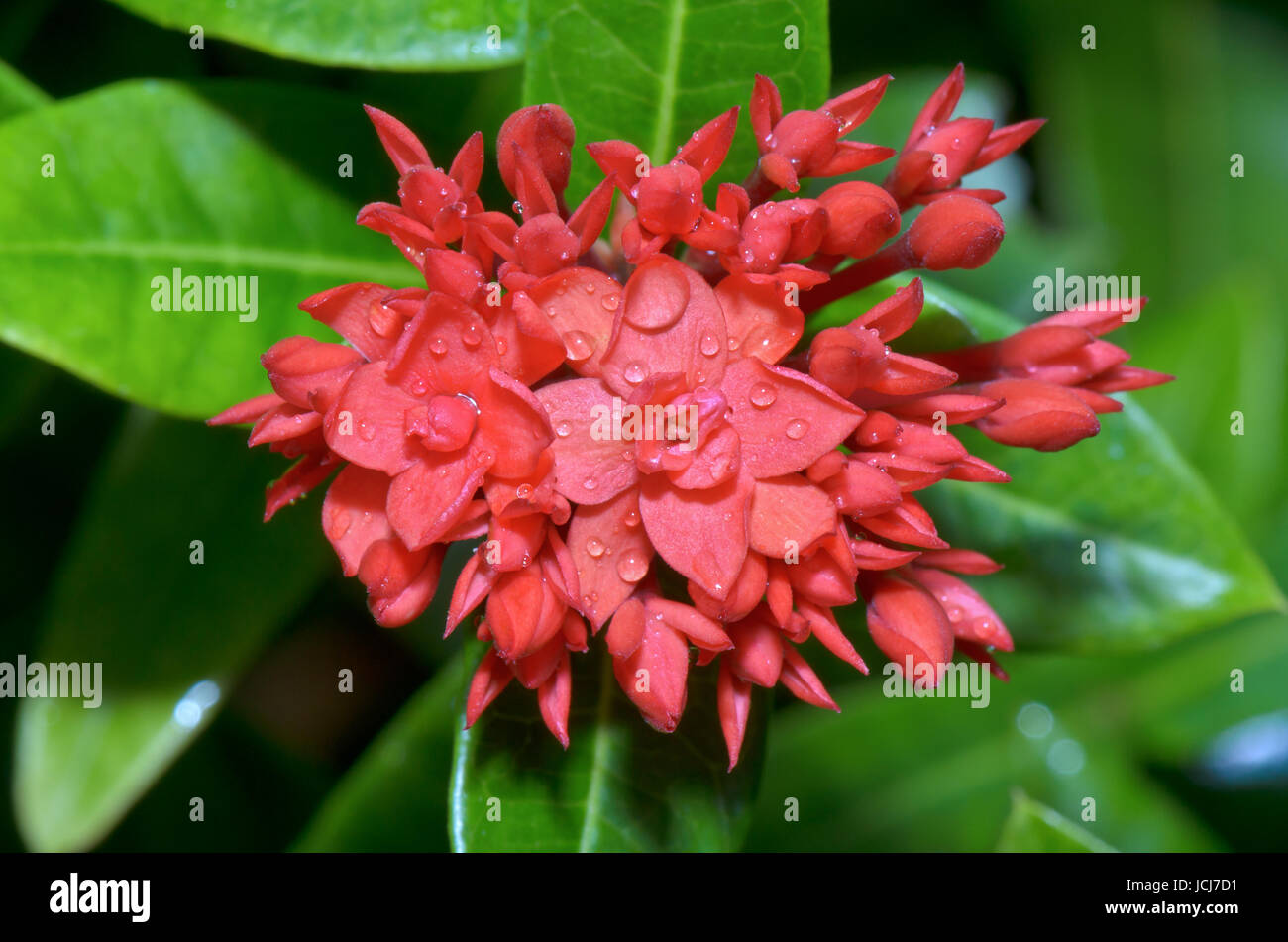 Red flower of Ixora chinensis Lamk ( West Indian Jasmine ) smaller than normal in Thailand Stock Photo