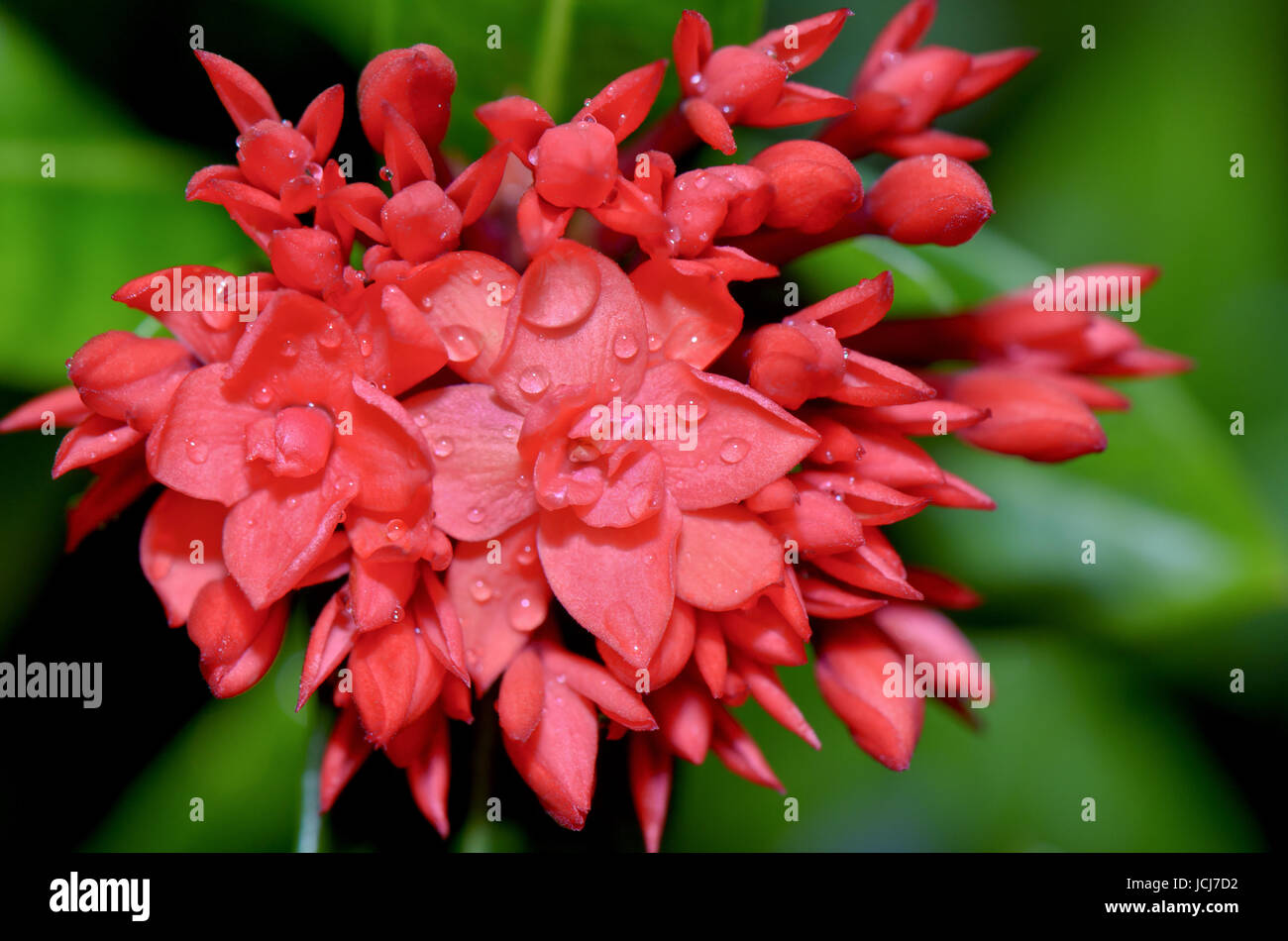 Red flower of Ixora chinensis Lamk ( West Indian Jasmine ) smaller than normal in Thailand Stock Photo
