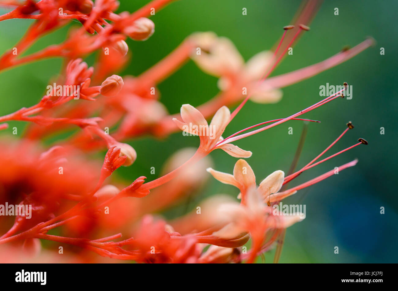 Close up red flowers of Clerodendrum Paniculatum or Pagoda Flower taken in Thailand Stock Photo