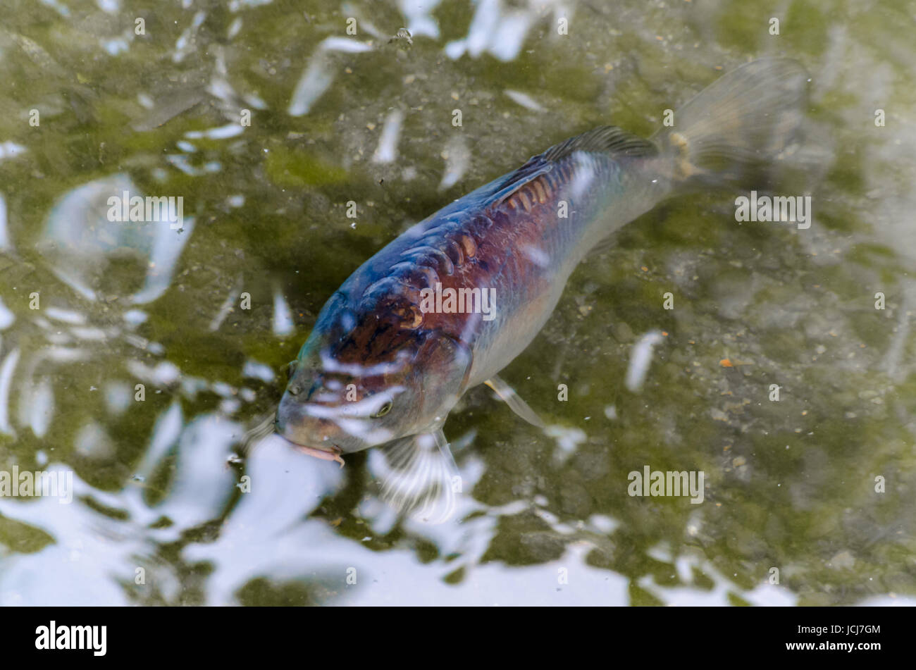 Karpfen,Koy, Zierkarpfen, Fisch  in einem Teich mit  Blick aus dem grünen Wasser. Stock Photo