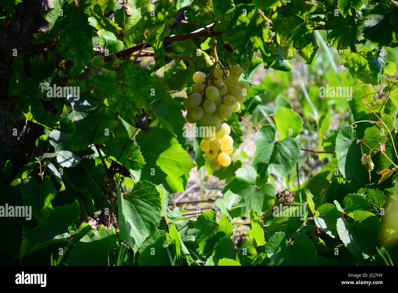 far rape vines spain Stock Photo