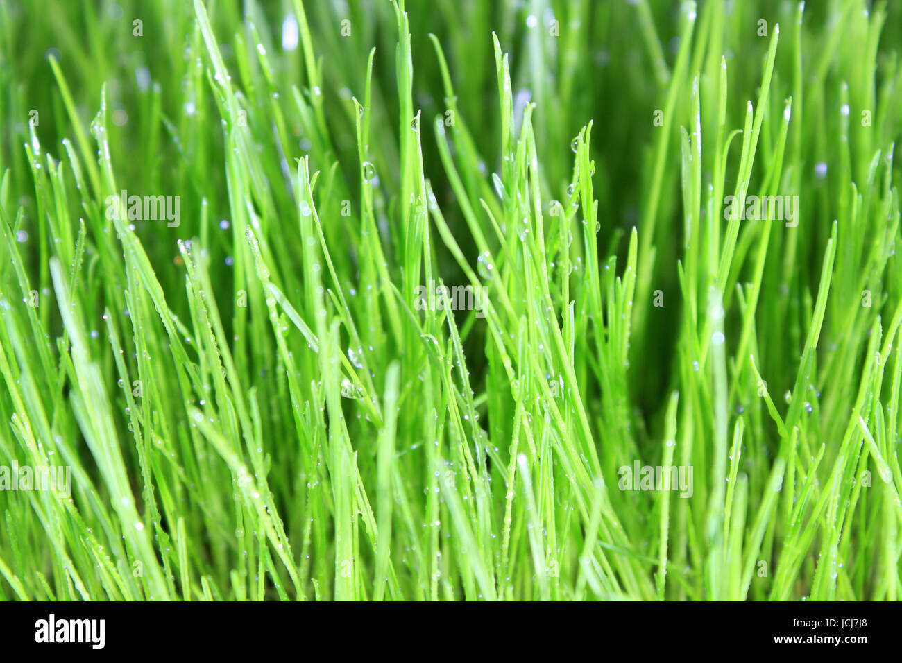 grüne Wiese ohne Unkraut Stock Photo