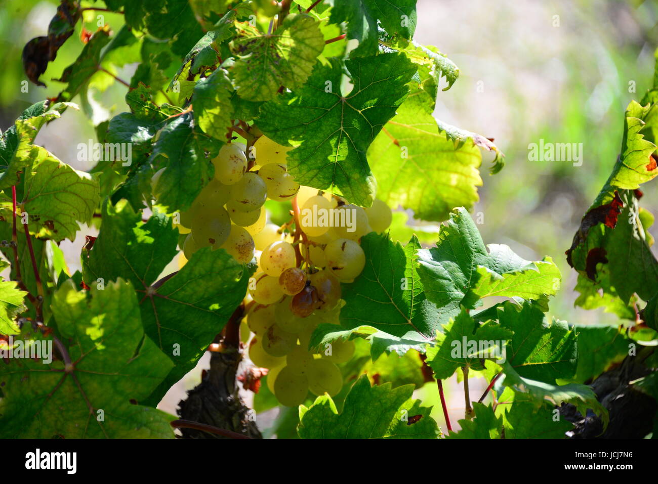 far rape vines spain Stock Photo
