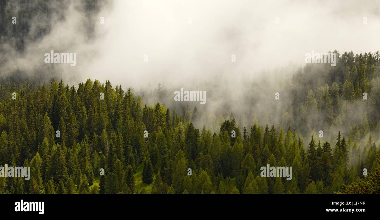 Fog covering the mountain forests Stock Photo - Alamy