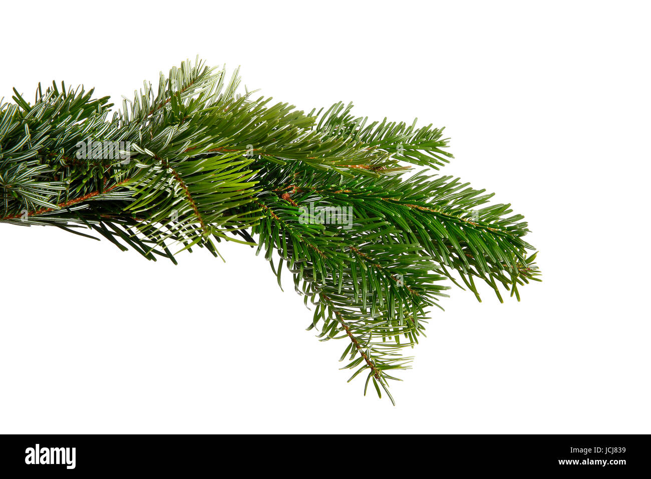 Snowy fir branch in front of a white background Stock Photo - Alamy