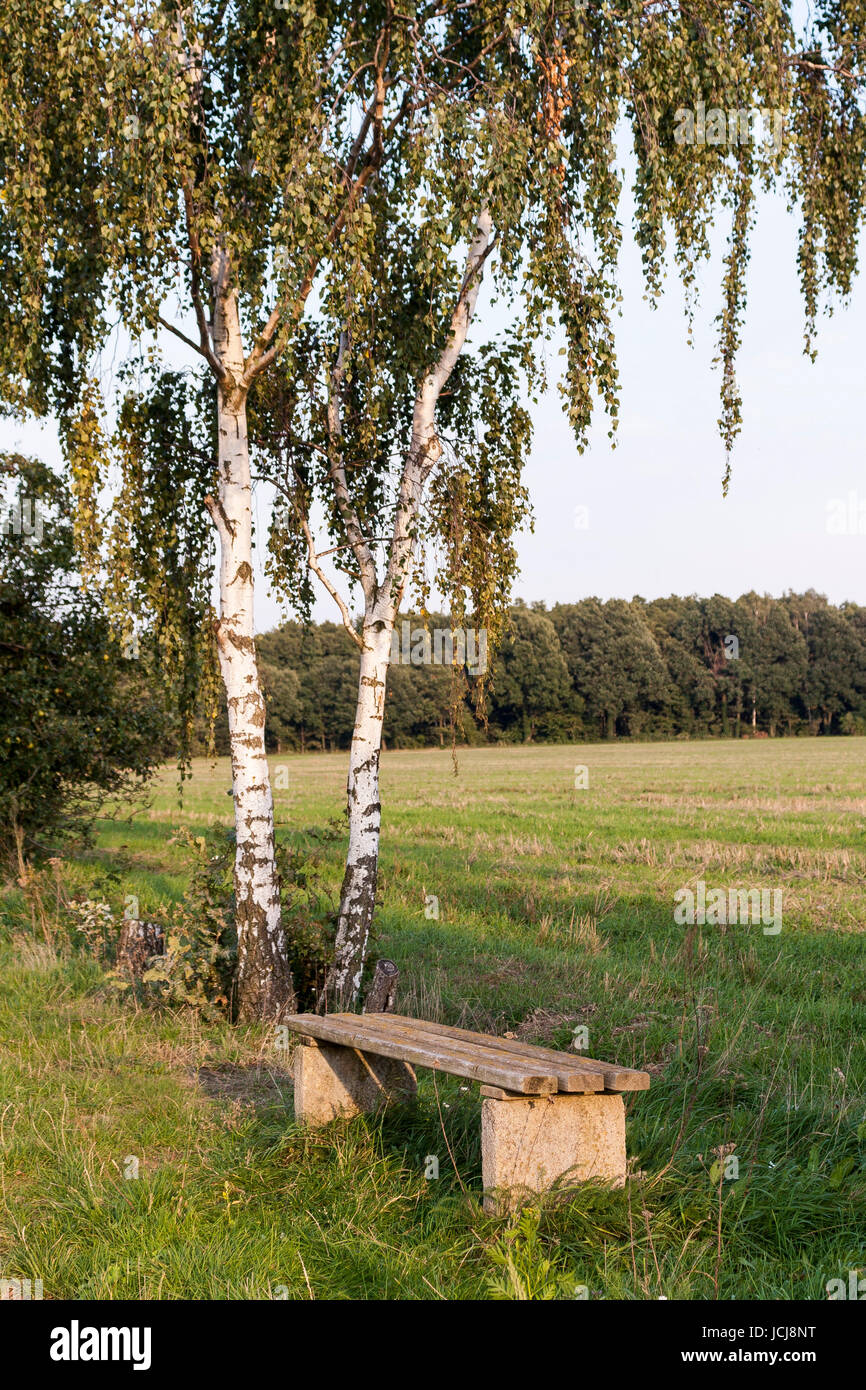 bank under birch trees Stock Photo Alamy