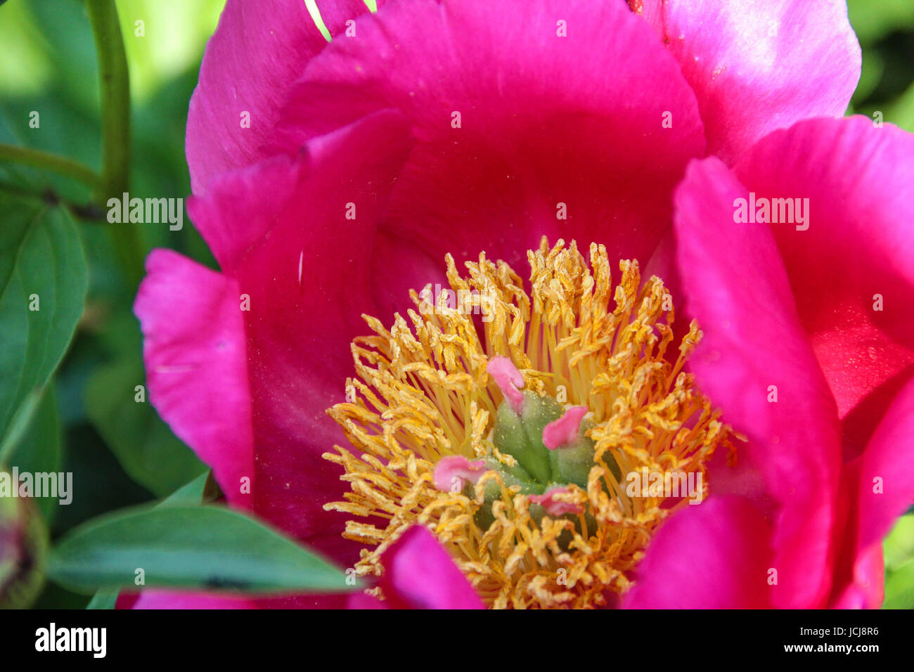 Close Up Pink Peony Flower Head with Pistil and Staminas, Peony Fest Stock Photo