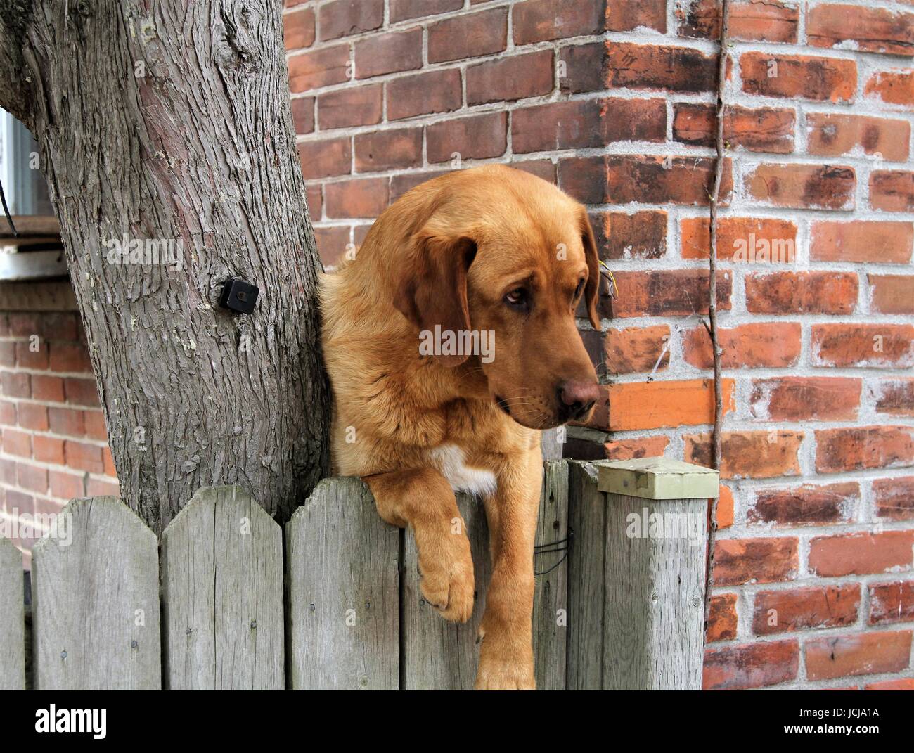 Golden retriever looking over fence hires stock photography and images