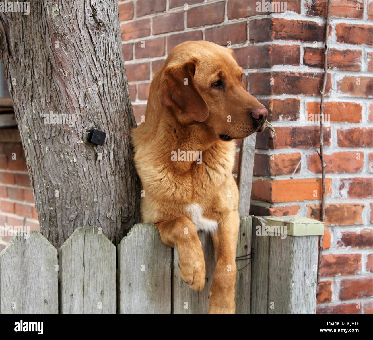 Brown golden retriever dog with paws over a grey fence against brick