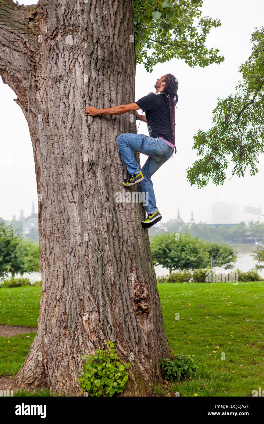 Freeclimber climbing tree in city park,Bonn,Germany Stock Photo