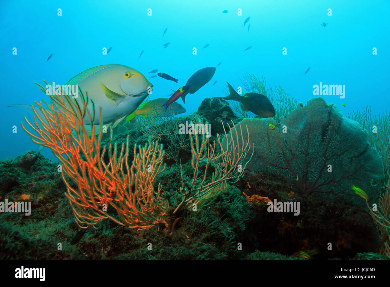Yellowfin Surgeonfish (aka Cuvier's Surgeonfish, Ring-tailed Surgeonfish, Yellow-mask Surgeon, Purple Surgeonfish - Acanthurus Xanthopterus) On a Coral Reef, Caño Island, Costa Rica Stock Photo