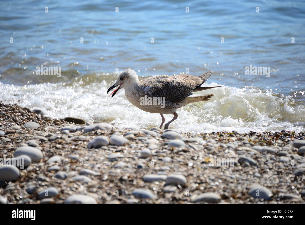 prisoners of a seagull with angelschnue Stock Photo