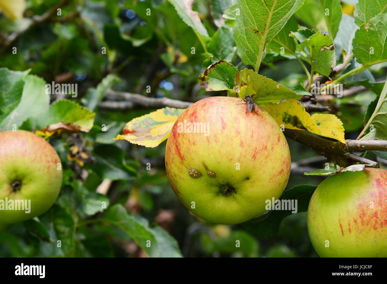 Flesh fly on a ripe apple on the tree branch Stock Photo