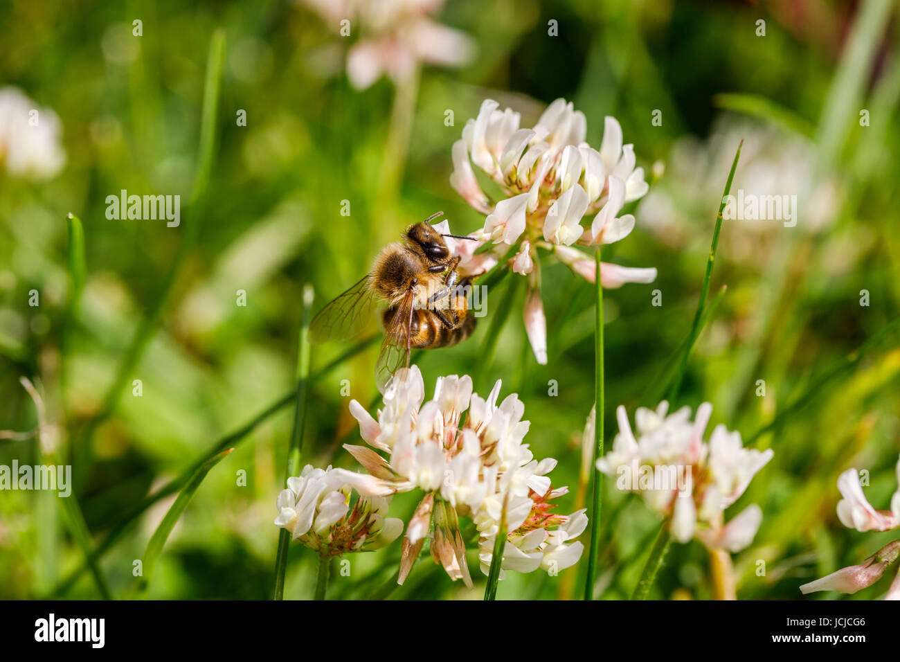 Western honey bee or European honey bee (Apis mellifera) collects nectar from and pollinates clover in early summer in southeast England, UK Stock Photo