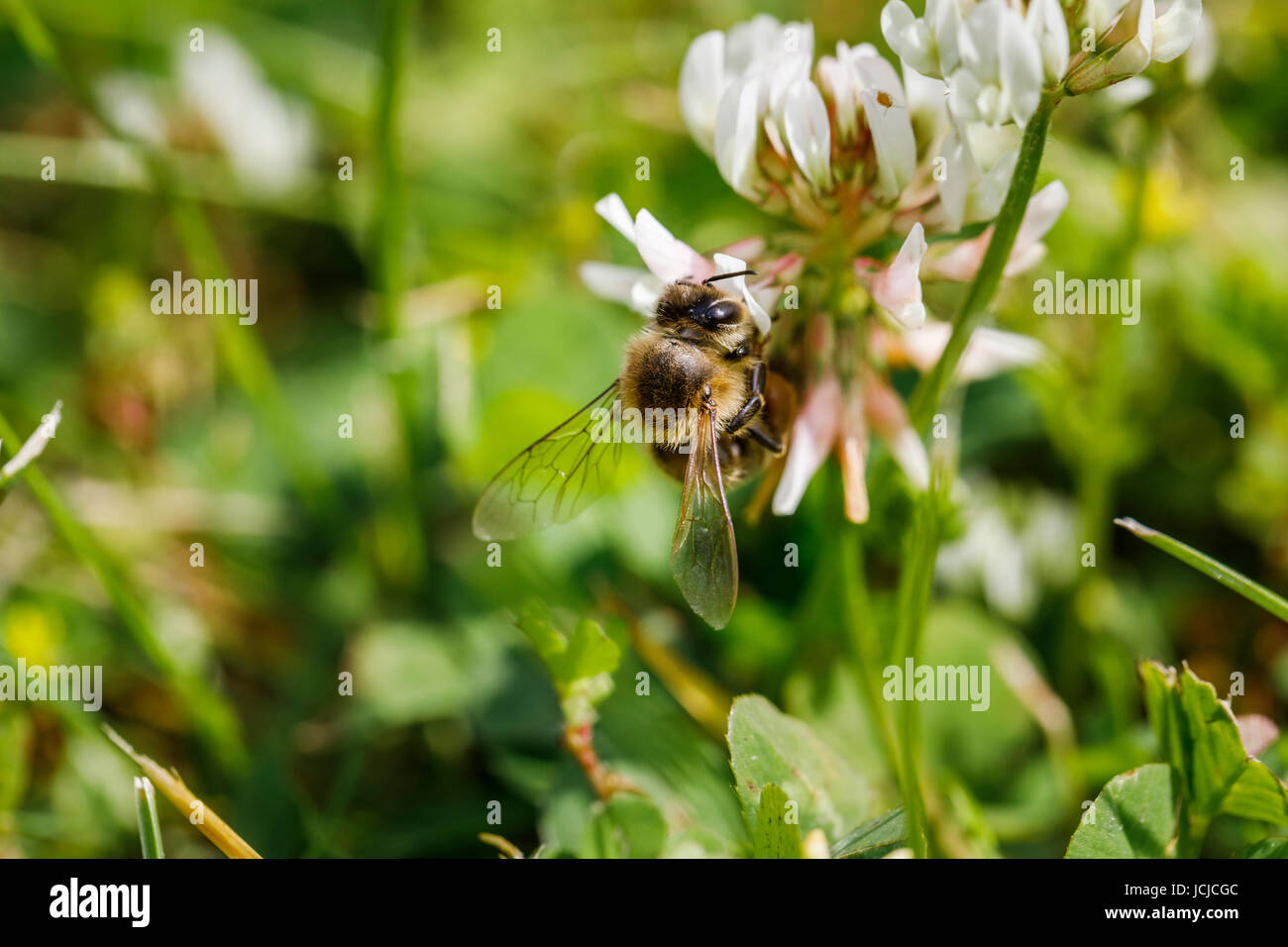 Western honey bee or European honey bee (Apis mellifera) collects nectar from and pollinates clover in early summer in southeast England, UK Stock Photo