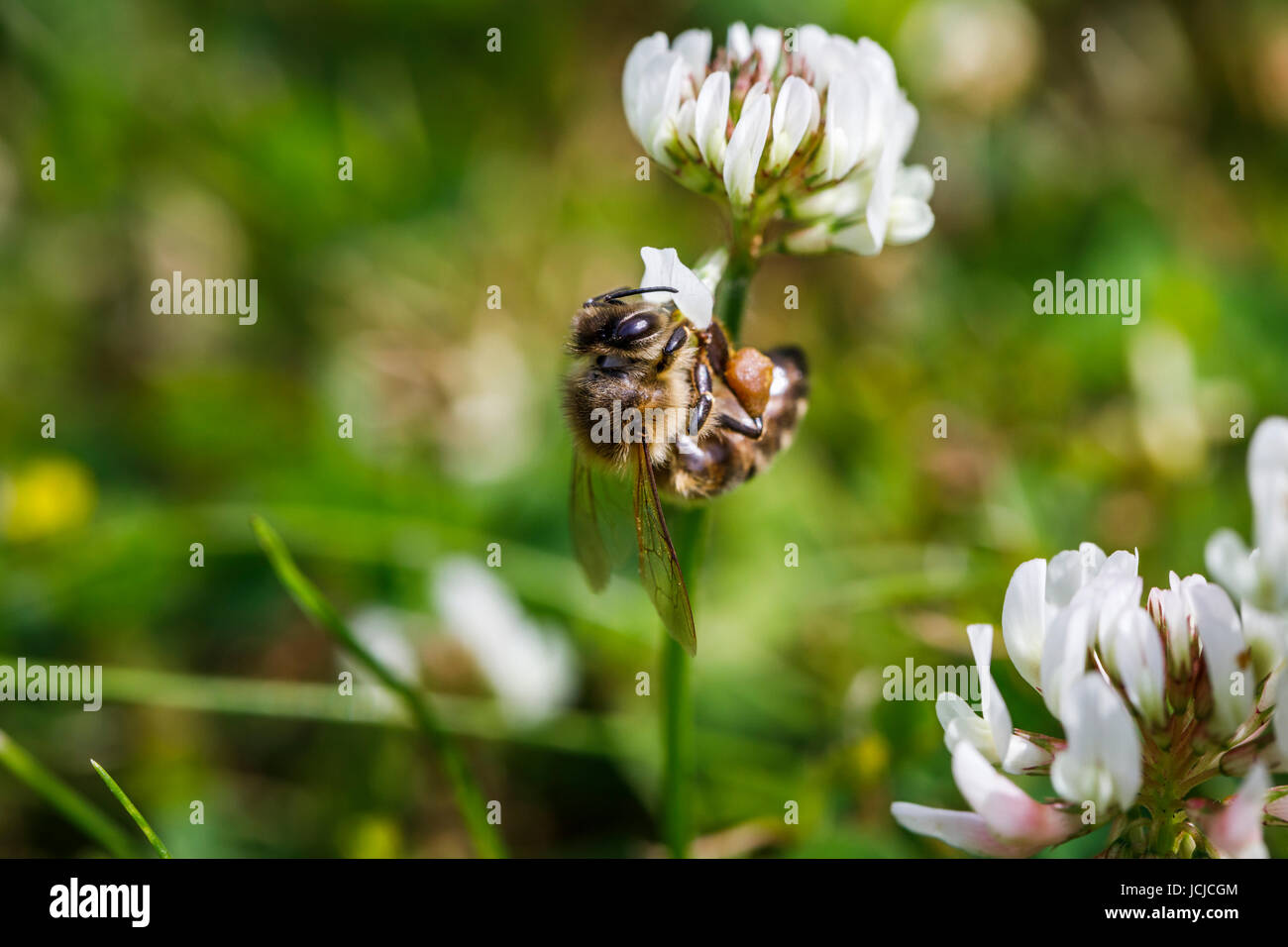 Western honey bee or European honey bee (Apis mellifera) collects nectar, pollen from and pollinates clover in early summer in southeast England, UK Stock Photo