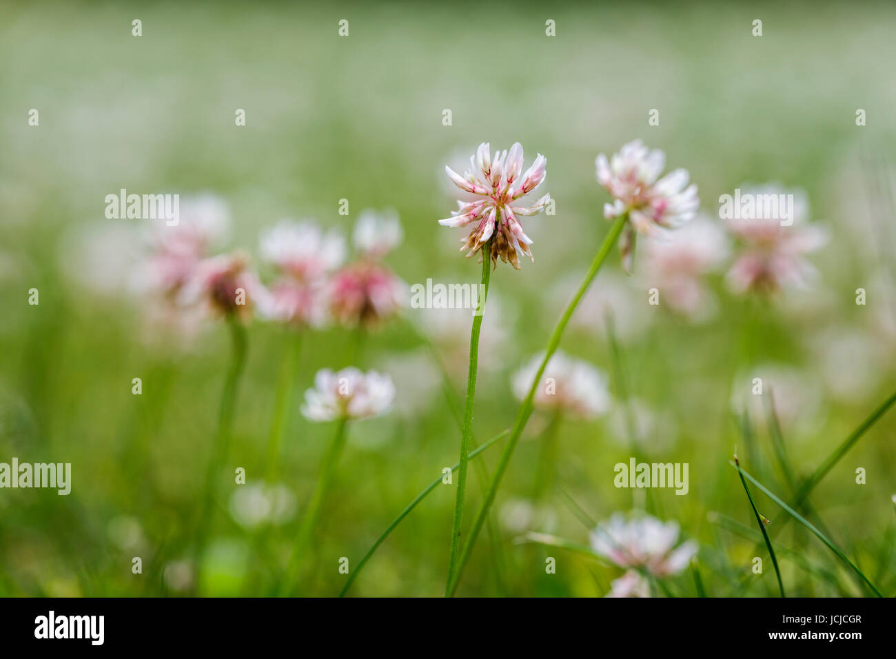 Clover lawn weed hires stock photography and images Alamy
