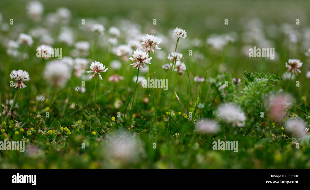 Close up of clover, a common garden lawn weed, flowering in early summer in southeast England, UK Stock Photo