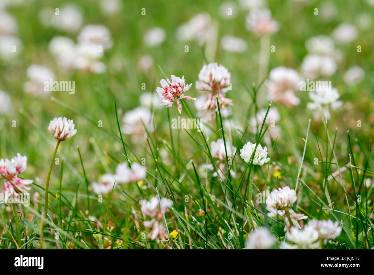 Close up of clover, a common garden lawn weed, flowering in early