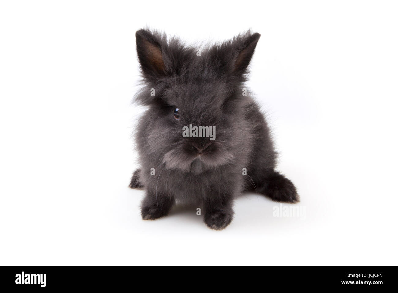 Osterhase - Easter Bunny Stock Photo