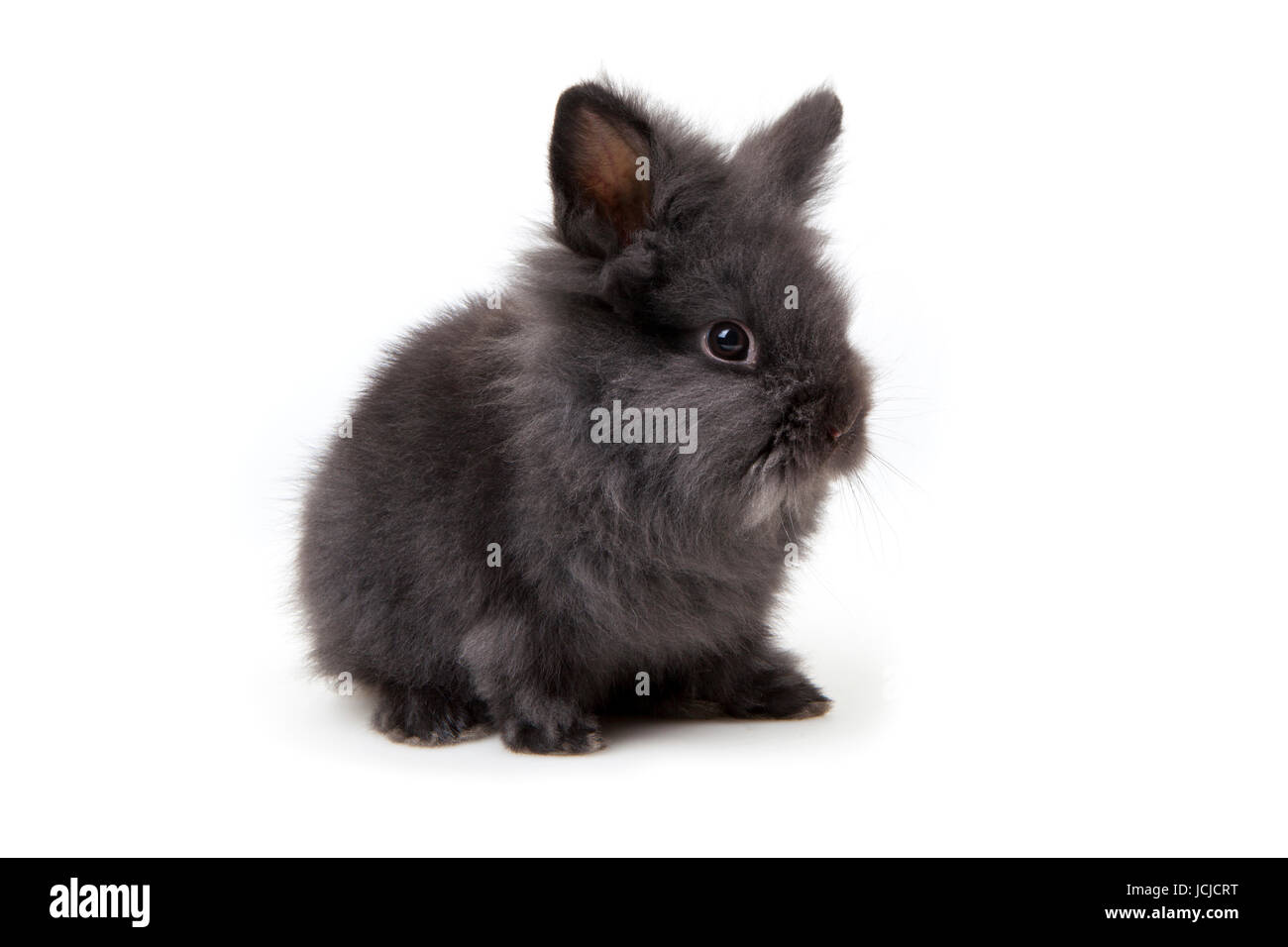 Osterhase - Easter Bunny Stock Photo