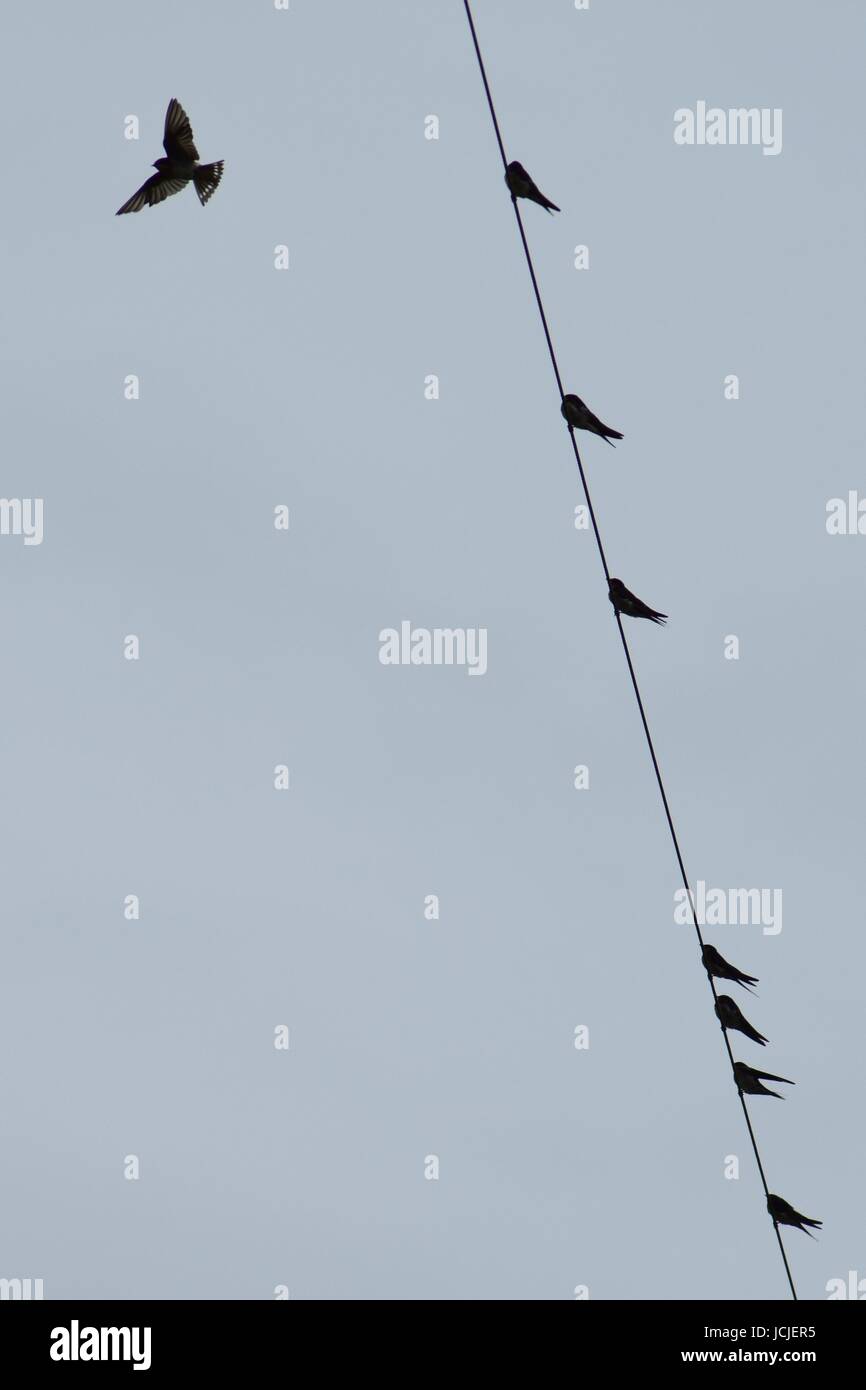 Birds on a wire against a pale blue sky, one flying away Stock Photo
