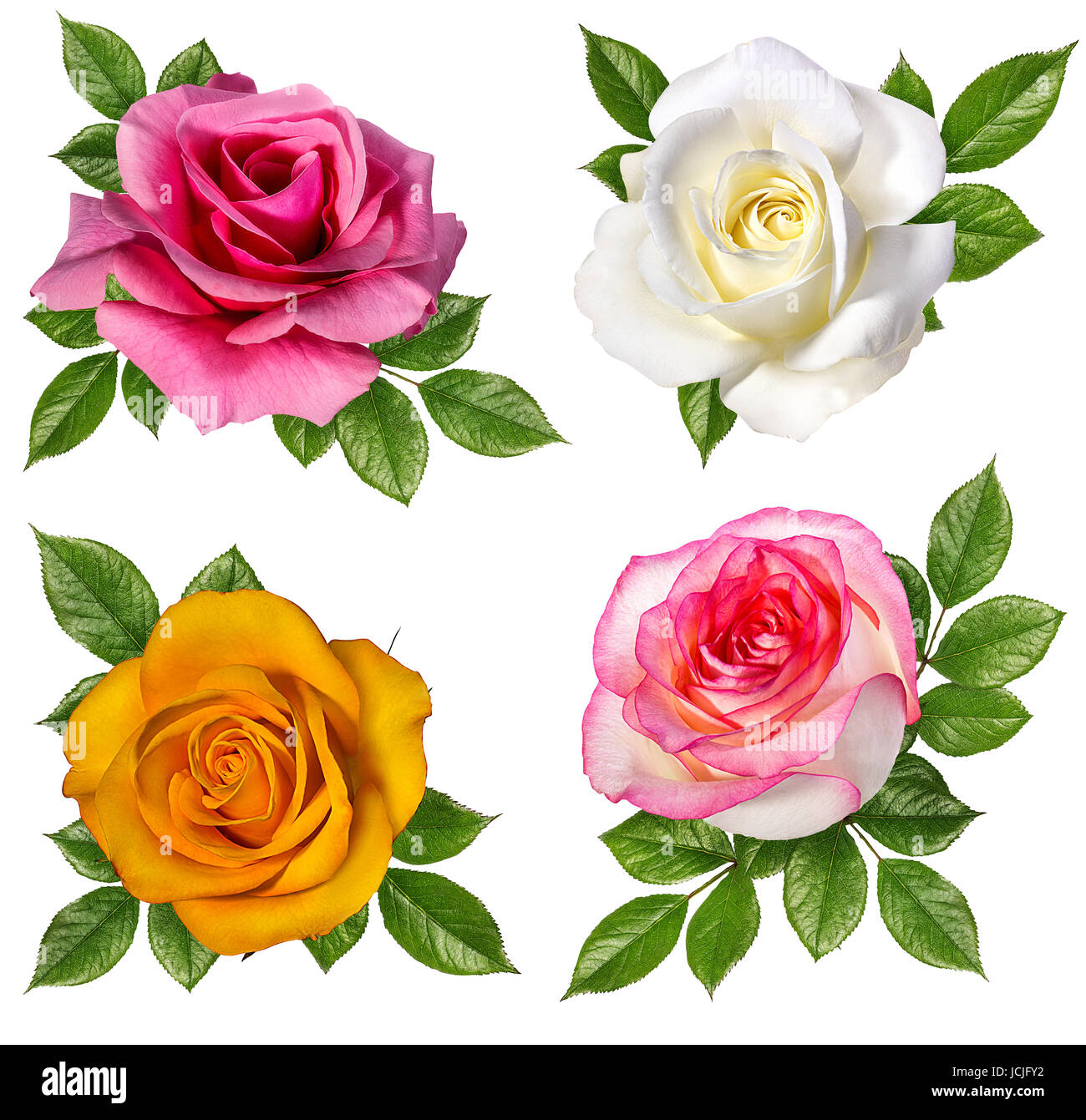 Collection of roses isolated on the white background Stock Photo - Alamy