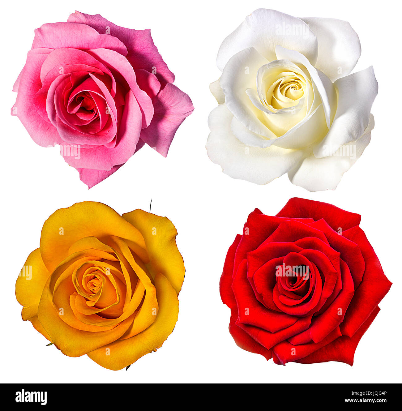 Collection of roses isolated on the white background Stock Photo - Alamy