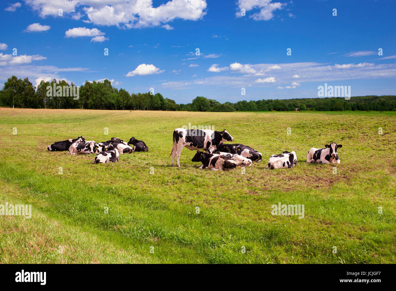 cows grazing on pasture under blue sky Stock Photo - Alamy