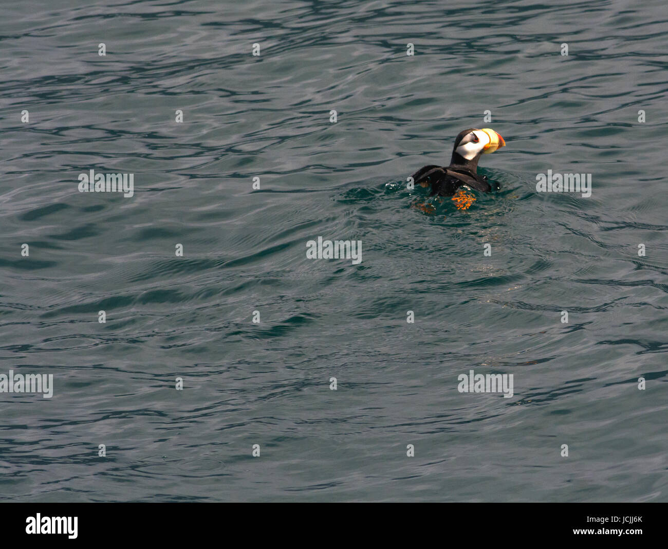 The orange feet of a puffin can be seen as it paddles in a light swell. Stock Photo