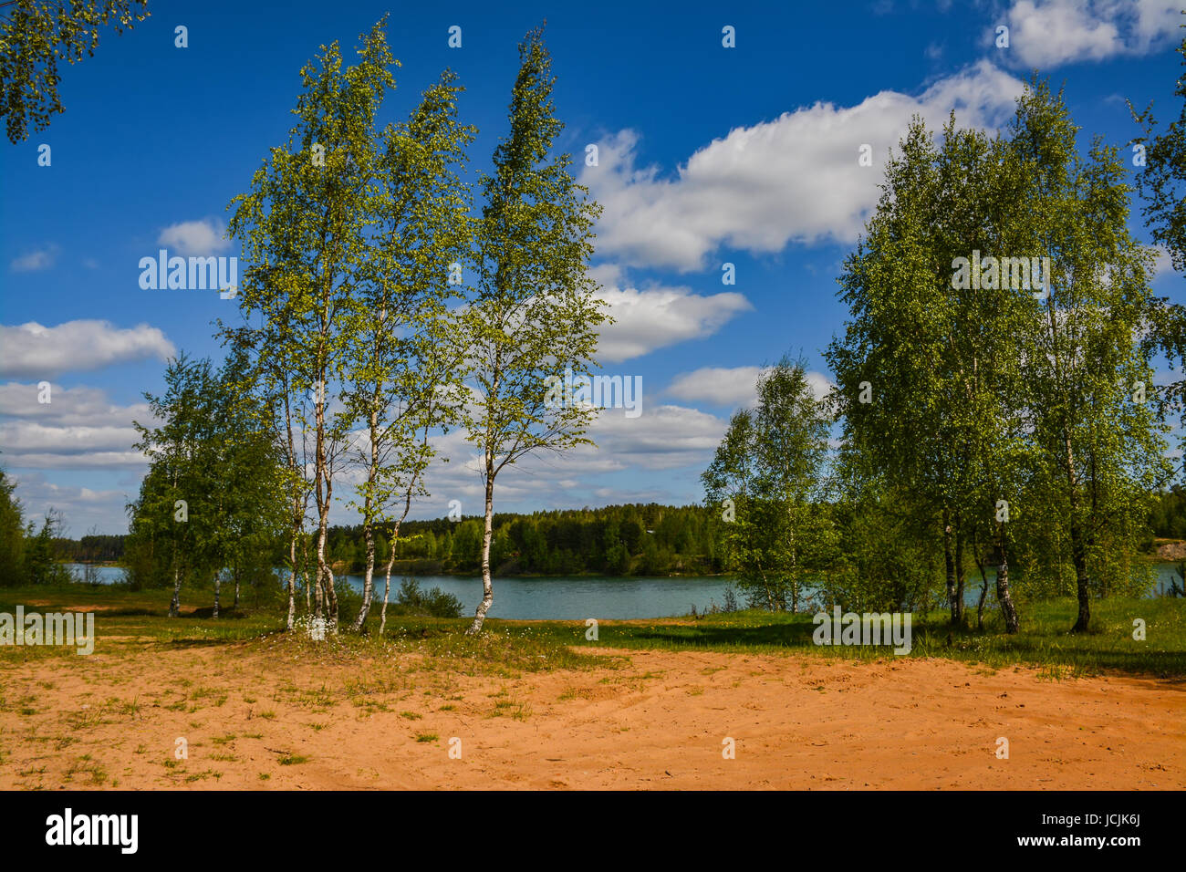Sunny summer day in a birch grove Stock Photo - Alamy