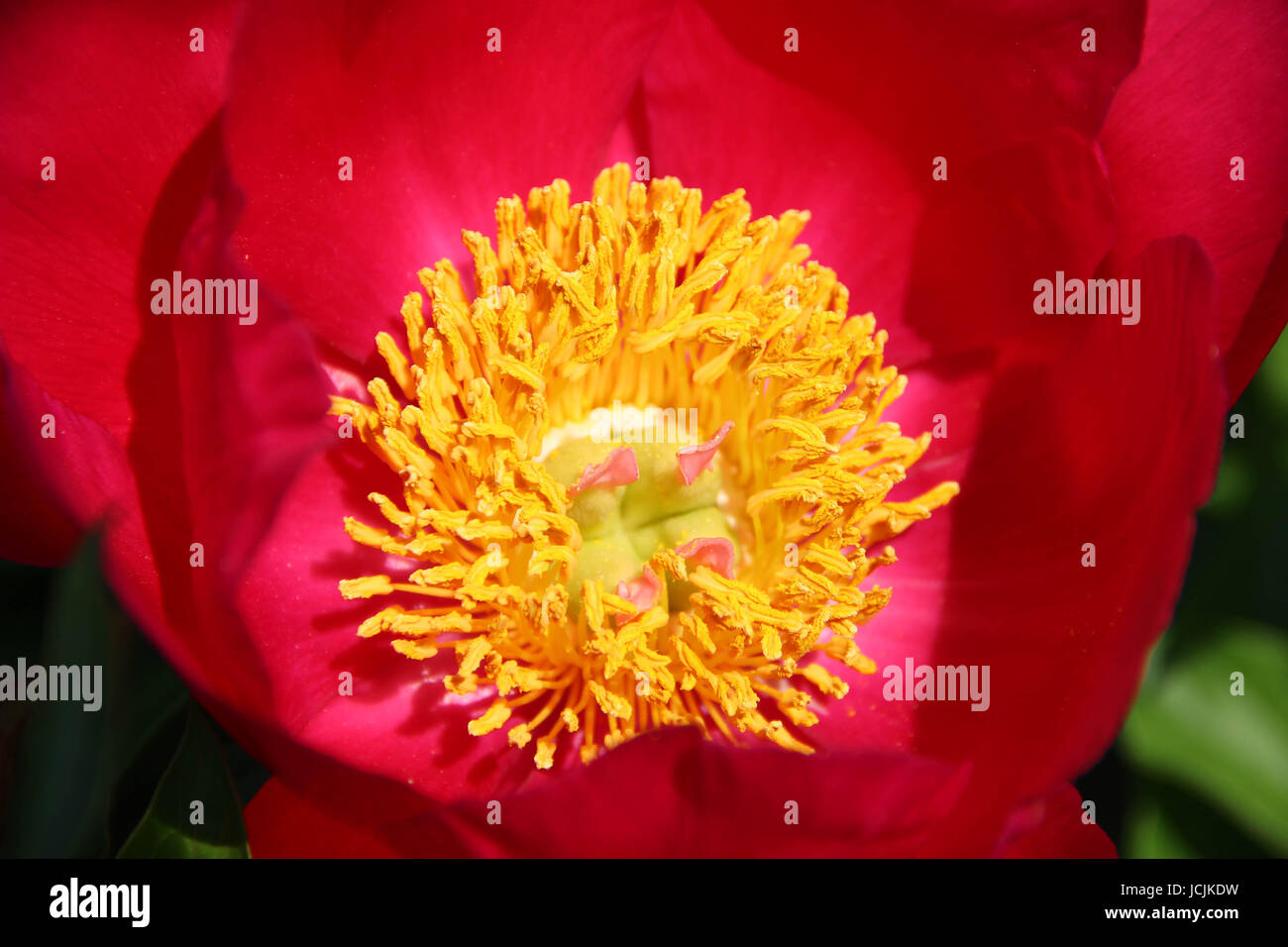 Close Up Pink Peony Flower Head with Pistil and Staminas, Peony Fest Stock Photo